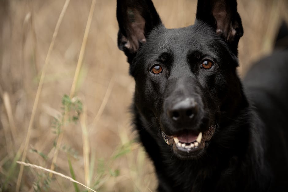 K9 자동차 동호회 및 정보공유