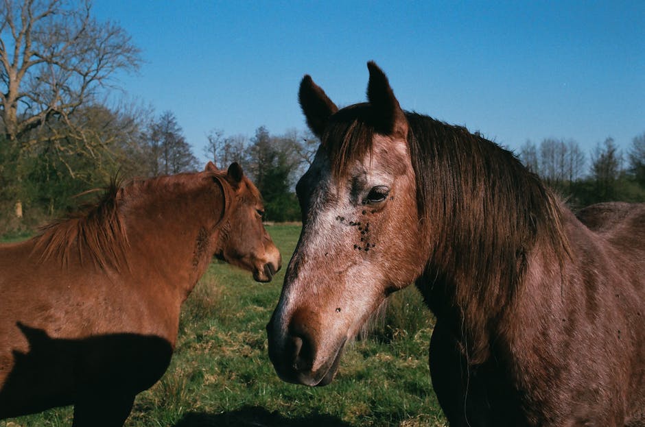 equus 자동차 중고차
