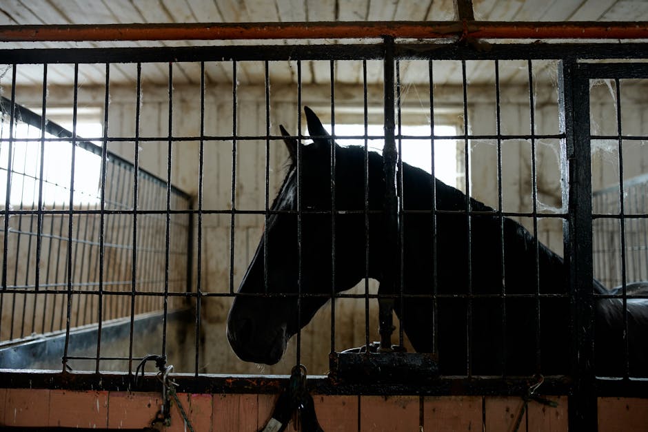 equus 자동차 중고차